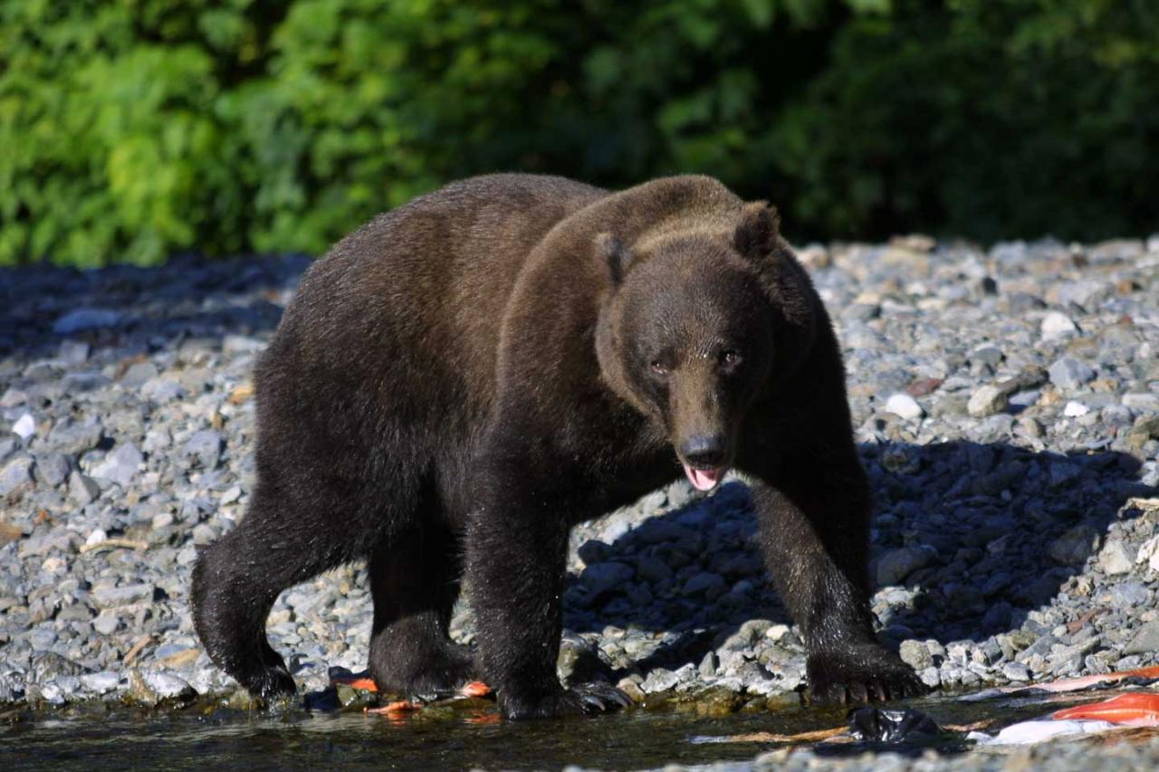 see Alaska’s coastal brown bears