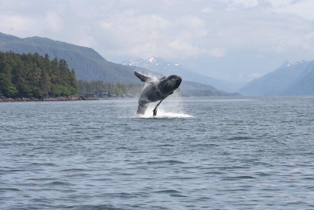 Sitka Sound Whale Tours