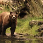 Fortress-of-the-Bear-Sitka-Alaska