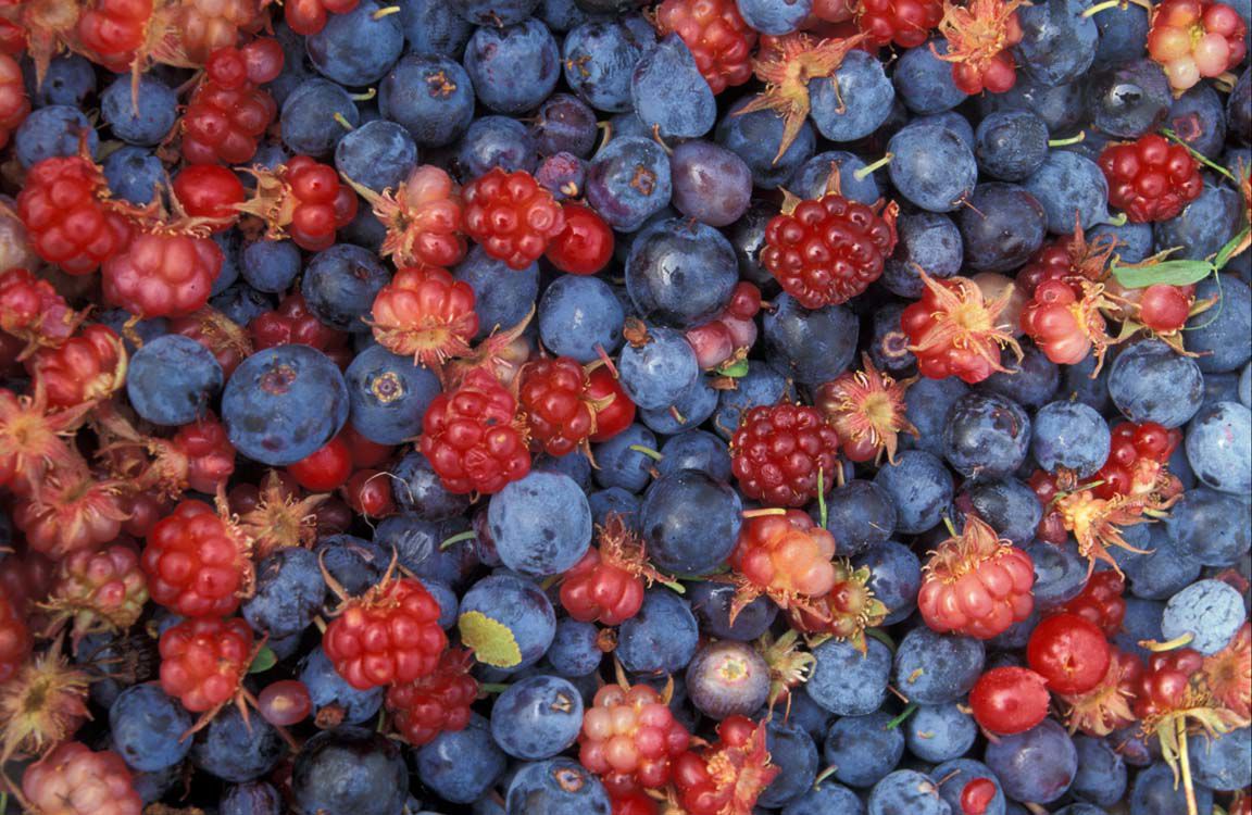 wild berries in sitka alaska