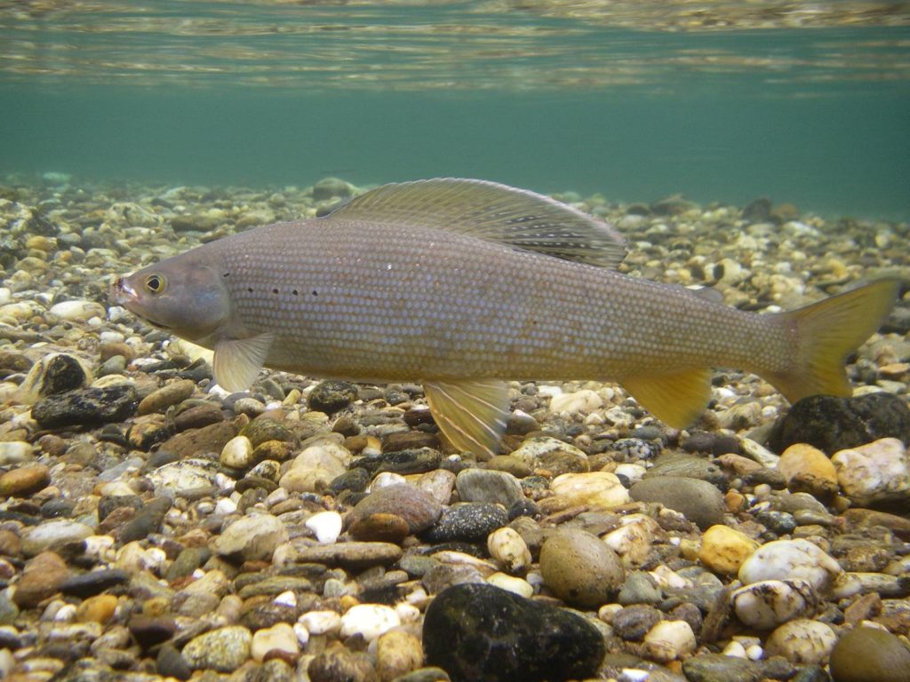 Artic Grayling Fish