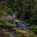 Sitka-Alaska-Black-Tailed-Deer