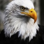 Alaska Raptor Center Eagle
