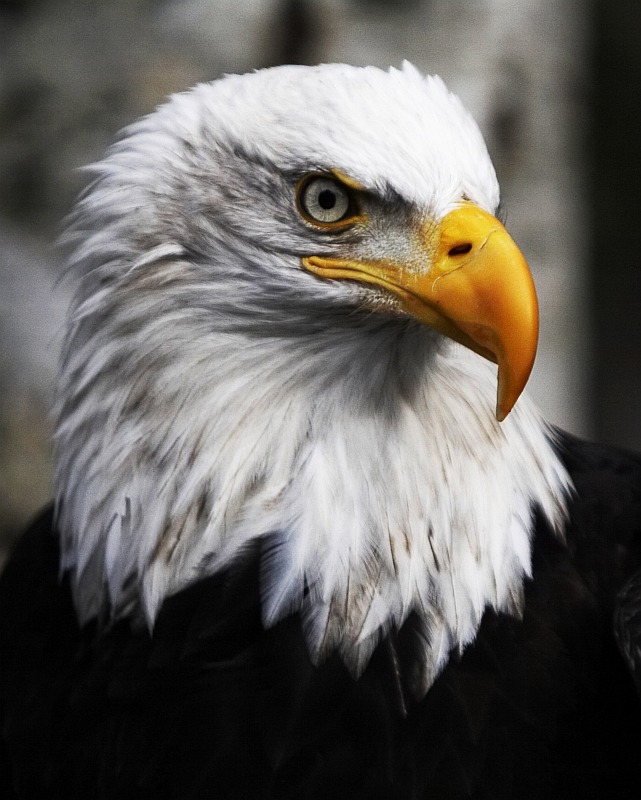 Alaska Raptor Center Eagle