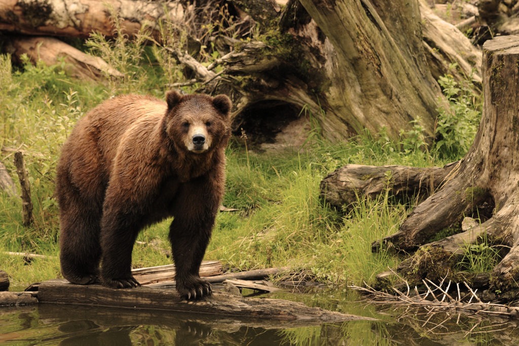 Brown Bear at Rescue Center