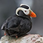 By Alan D. Wilson - naturespicsonline.com (Tufted Puffin), CC BY-SA 3.0, https://commons.wikimedia.org/w/index.php?curid=12616178