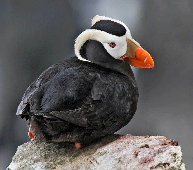 By Alan D. Wilson - naturespicsonline.com (Tufted Puffin), CC BY-SA 3.0, https://commons.wikimedia.org/w/index.php?curid=12616178