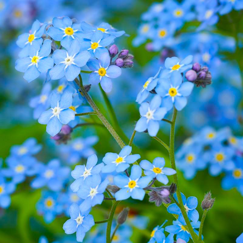 Sitka-Forget-Me-Not